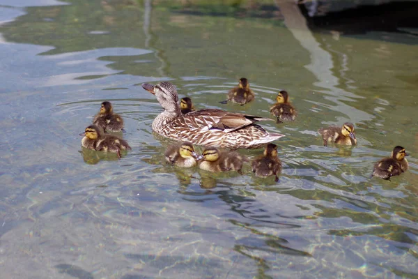 Friedliche Entenfamilie Auf Dem Teich — Stockfoto