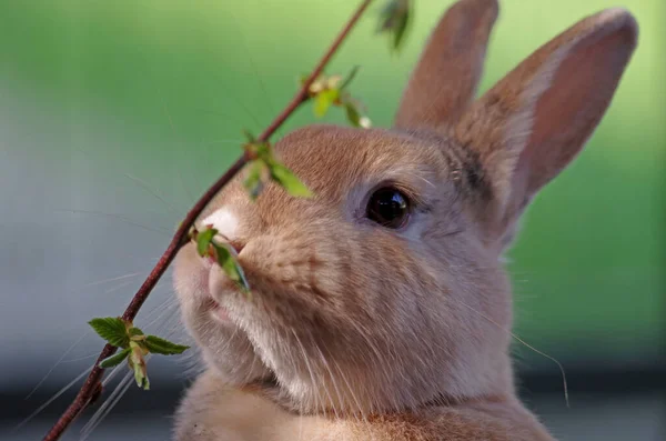 Rabbit Nibbles Branch — Stock Photo, Image