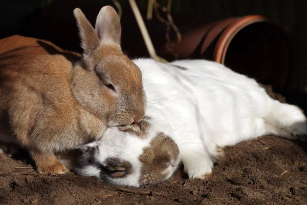 Dos Conejos Animal Está Durmiendo —  Fotos de Stock
