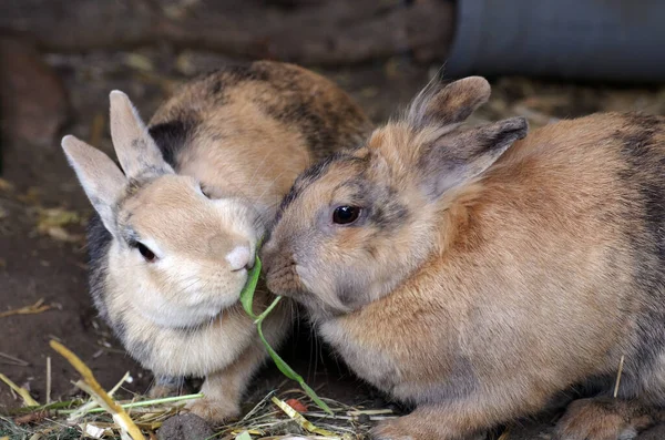 Dos Conejos Comparten Tallo Verde —  Fotos de Stock