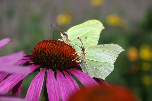 Dwa Żółte Motyle Siedzą Kwiatku Kapelusza Słonecznego — Zdjęcie stockowe