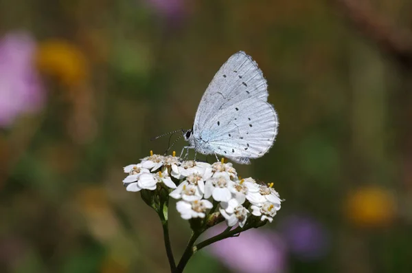 Λεπτή Μικρή Πεταλούδα Φτερά Gossamer Ρουφάει Νέκταρ Από Ένα Λουλούδι — Φωτογραφία Αρχείου