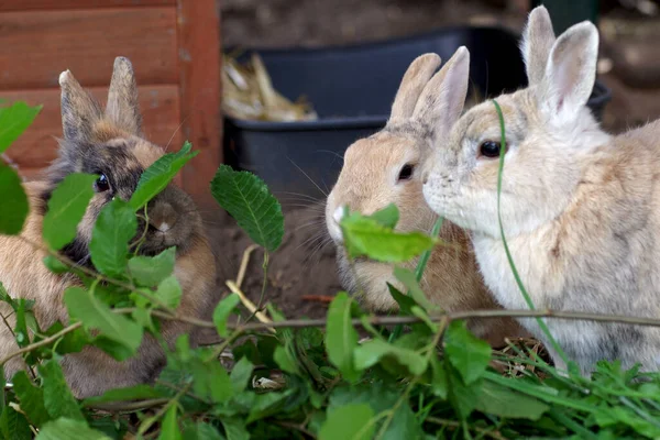 3羽のウサギがブナの木の葉を食べ — ストック写真