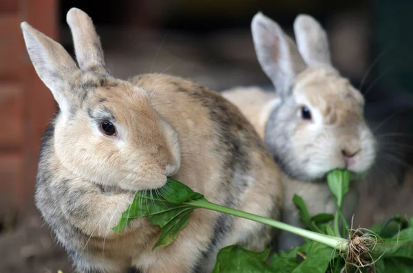 2匹の小さな黒ウサギが新鮮な緑の葉を食べ ストックフォト