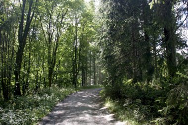 Almanya 'da yaz mevsiminde bir orman yolu. Yaprakların arasından güneş ışığı parlıyor.