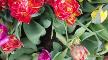 Güzel Blooming Çiçekler rüzgarda sallanan. Yakından Kapatın. Yavaş Çekim. Sakin Sinematik Doğa Arka Plan.