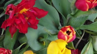 Güzel Blooming Çiçekler rüzgarda sallanan. Yakından Kapatın. Yavaş Çekim. Sakin Sinematik Doğa Arka Plan.