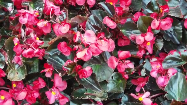 Hermosas flores florecientes balanceándose en el viento. De cerca. Lento movimiento. Calma cinemática naturaleza fondo . — Vídeos de Stock