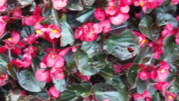 Belles fleurs en fleurs se balançant dans le vent. Gros plan. Lenteur de la motion. Calme Cinématique Nature Contexte . — Video