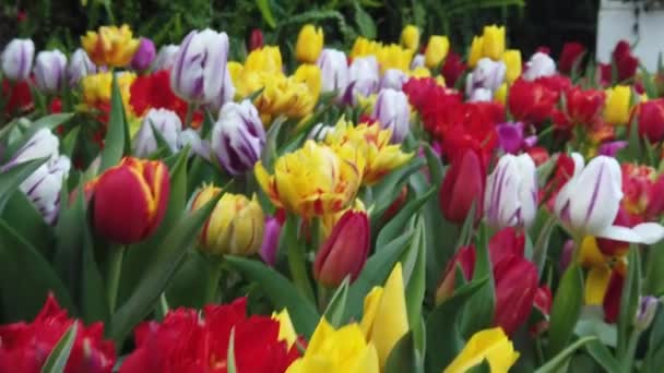 Prachtige bloeiende bloemen slingeren in de wind. Close-up. Slow Motion. Kalme filmische natuur achtergrond. — Stockvideo