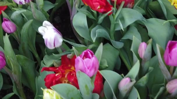 Hermosas flores florecientes balanceándose en el viento. De cerca. Lento movimiento. Calma cinemática naturaleza fondo . — Vídeo de stock