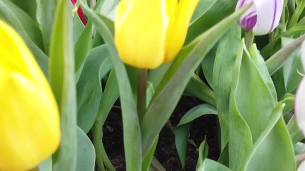 Belles fleurs en fleurs se balançant dans le vent. Gros plan. Lenteur de la motion. Calme Cinématique Nature Contexte .