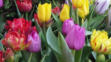 Güzel Blooming Çiçekler rüzgarda sallanan. Yakından Kapatın. Yavaş Çekim. Sakin Sinematik Doğa Arka Plan.
