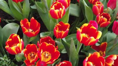Güzel Blooming Çiçekler rüzgarda sallanan. Yakından Kapatın. Yavaş Çekim. Sakin Sinematik Doğa Arka Plan.