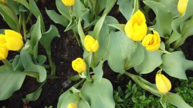 Güzel Blooming Çiçekler rüzgarda sallanan. Yakından Kapatın. Yavaş Çekim. Sakin Sinematik Doğa Arka Plan.