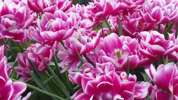 Wunderschöne blühende Blumen, die sich im Wind wiegen. Nahaufnahme. Zeitlupe. ruhiger cineastischer Hintergrund. — Stockvideo