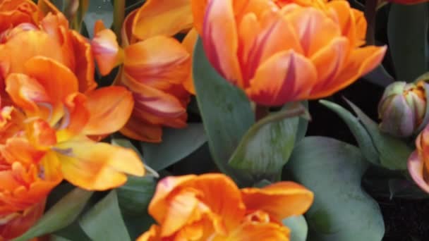 Belles fleurs en fleurs se balançant dans le vent. Gros plan. Lenteur de la motion. Calme Cinématique Nature Contexte .