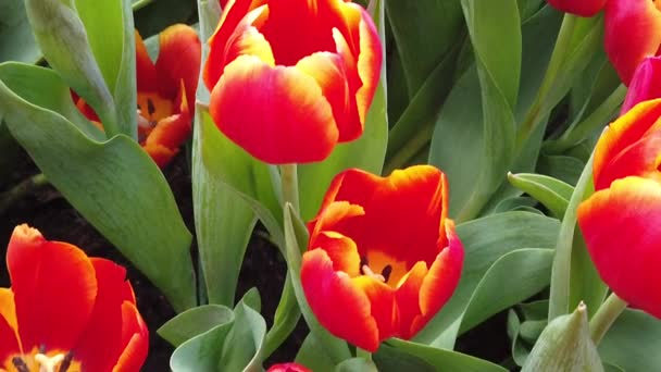 Prachtige bloeiende bloemen slingeren in de wind. Close-up. Slow Motion. Kalme filmische natuur achtergrond. — Stockvideo