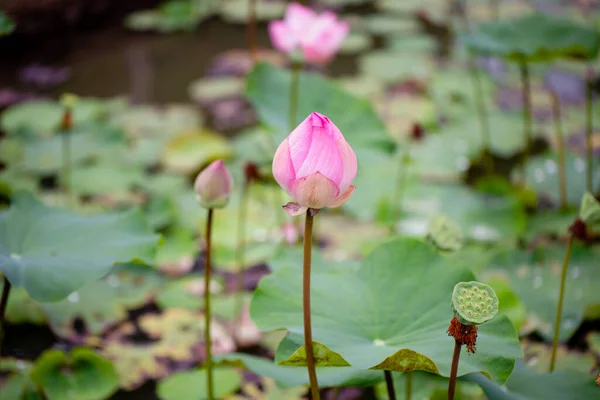 Smuk vandlilje eller lotusblomst med vandoverflade. - Stock-foto