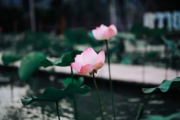 Lindos lírios aquáticos ou flor de lótus com superfície de água . — Fotografia de Stock