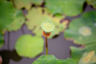 Su yüzeyli güzel bir nilüfer çiçeği ya da nilüfer çiçeği.