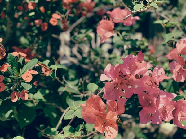 Bougainvillea fiori texture e sfondo. Fiori viola di albero bouganville. Vista da vicino di bougainvillea fiore viola. Colorato viola fiori texture e sfondo per i progettisti — Foto Stock