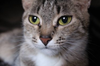 Yeşil gözlü, turuncu burunlu güzel gri kedi pencereden dışarı bakar.