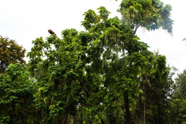 Yeşil ağaç taçlandırılmış