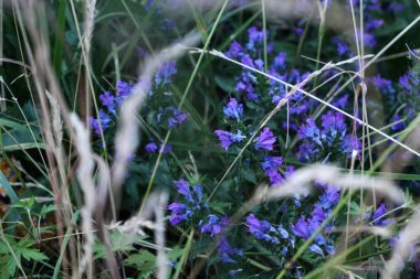 Şehir merkezinde mütevazı şehir çiçekleri
