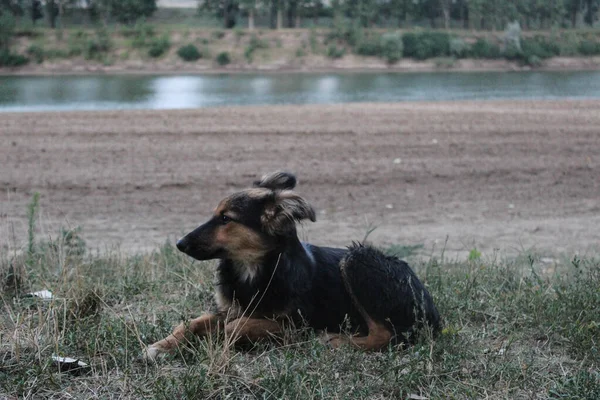 大黑狗在河边的沙滩上休息 — 图库照片