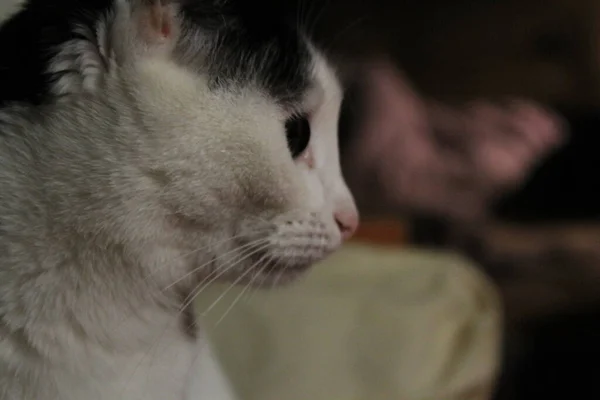 Eine Weiße Katze Mit Schwarzen Flecken Und Kurzen Haaren Sitzt — Stockfoto