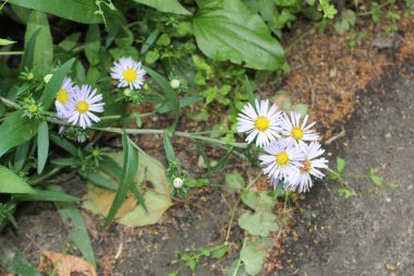 Papatya çayı yazın kaldırımın yanında açar şehirde.