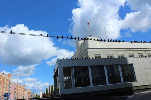 Tauben Sitzen Sommer Drähten Der Innenstadt — Stockfoto