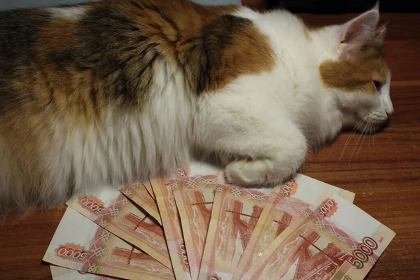 Кот Лежит Российских Банкнотах — стоковое фото