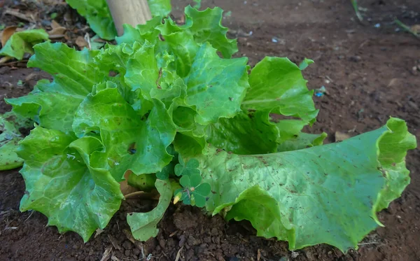 Lactuca Sativa Plants Garden Lactuca Sativa Vegetable — Stock Photo, Image