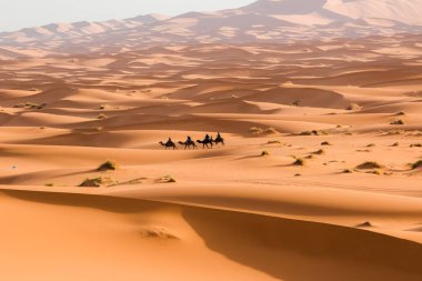 Camel caravan going through the sand dunes in the Sahara Desert, Morocco. clipart