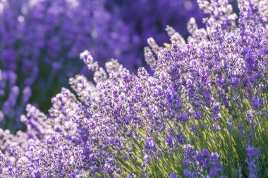 lavanta çiçeği Sunset'teki yaz aylarında çiçek