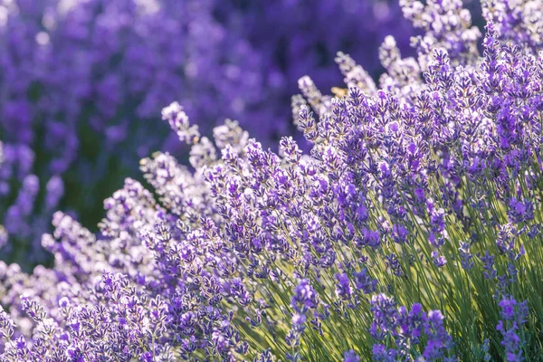 lavanta çiçeği Sunset'teki yaz aylarında çiçek