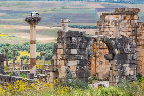 Meknes Fas'ta yakınındaki Volubilis - popüler turistik cazibe ve bir Roma kalıntıları. Bu listelenen bir Unesco Dünya Mirası.