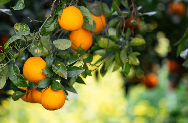 Oranje Bomen Met Fruit Plantage — Stockfoto