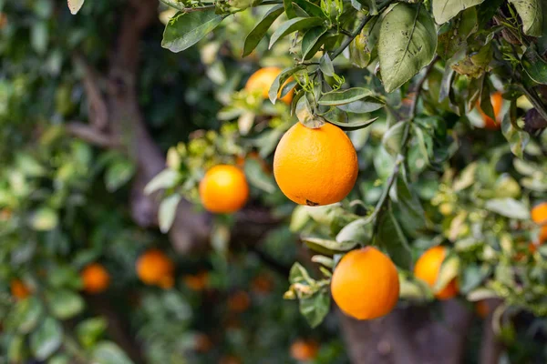 Naranjos Con Frutos Plantación — Foto de Stock