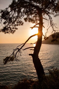 Lician kıyısındaki Rocky Sahili 'nde denizin üzerinde çam ağaçları var. Günbatımı silueti ve sarı güneş ışığı suda..  