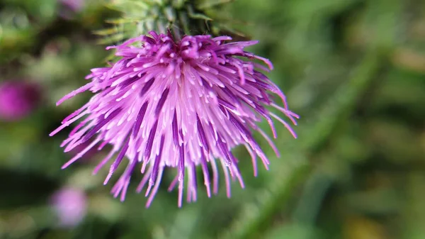 Fiore Viola Tra Cespugli Sul Lungolago — Foto Stock