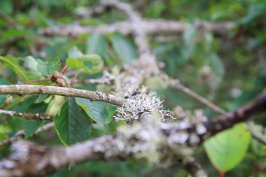 Bir ağacın dallarına yakın.