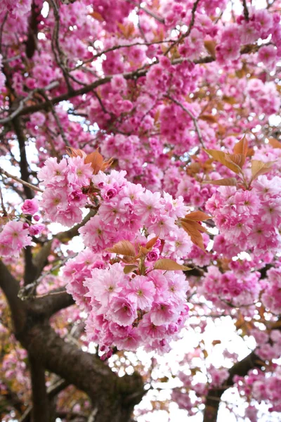 Close Cherry Blossom Tree — Stock Photo, Image