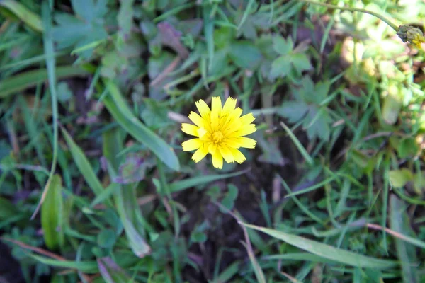 Plan Rapproché Une Fleur — Photo