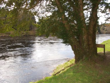 Nehir kıyısındaki ağaç