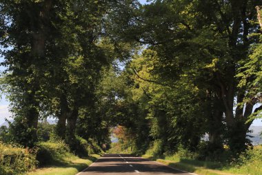 Kırsalda ağaçlık yol