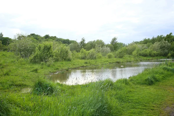 Sumpfgebiet Wald — Stockfoto