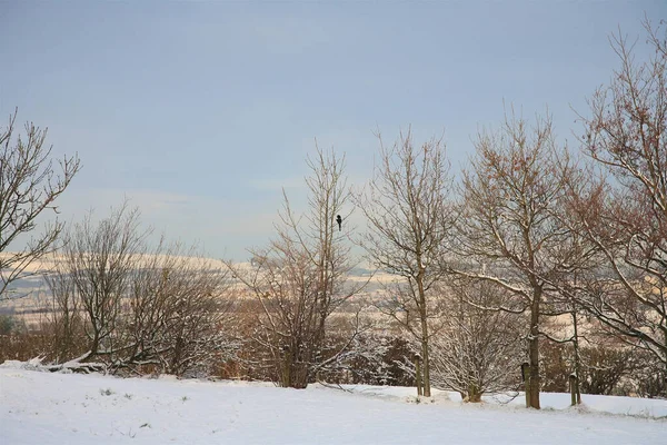 Snow Covered Trees Magpie — Stock Photo, Image